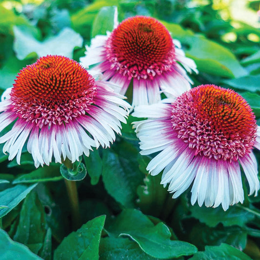 Echinacea Strawberry & Cream