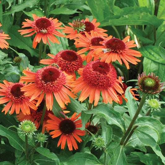 Echinacea Carrot Cake