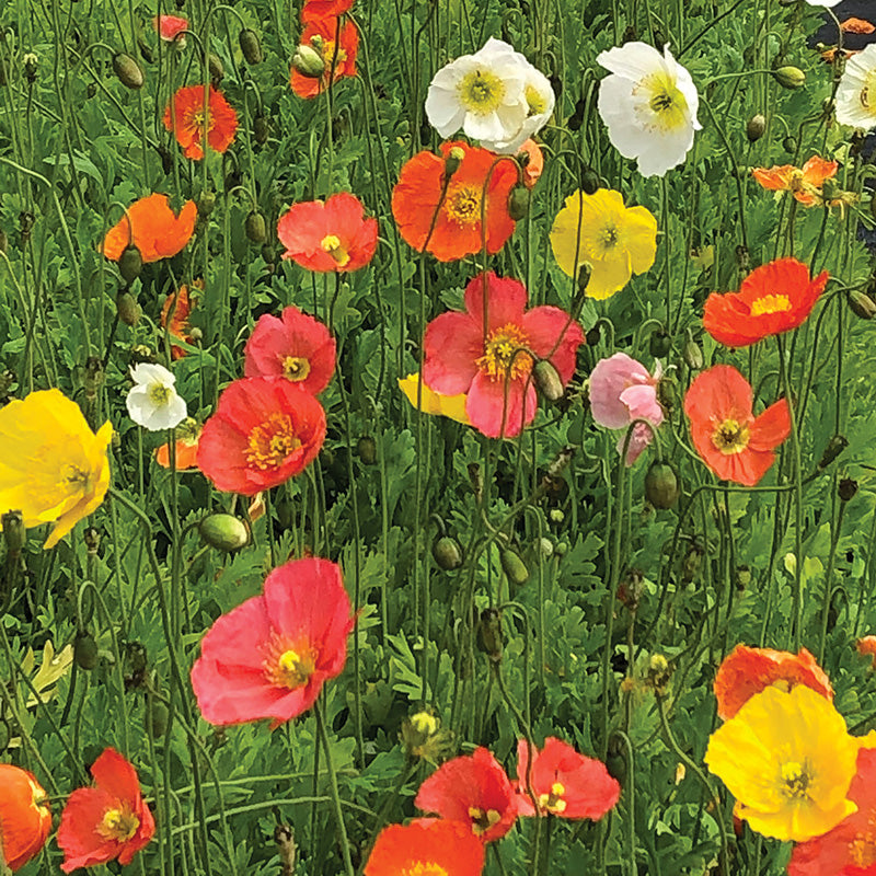 Poppy Garden Gnome Mix