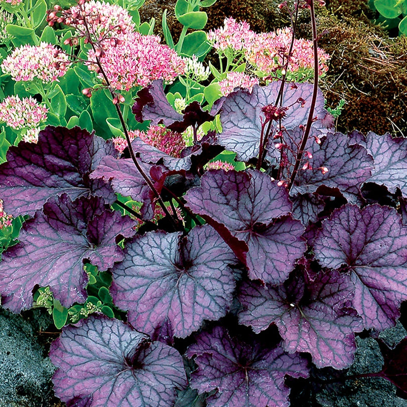 Heuchera Northern Exposure Purple - 7038A