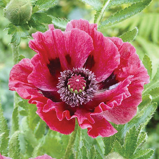 Poppy Harlem