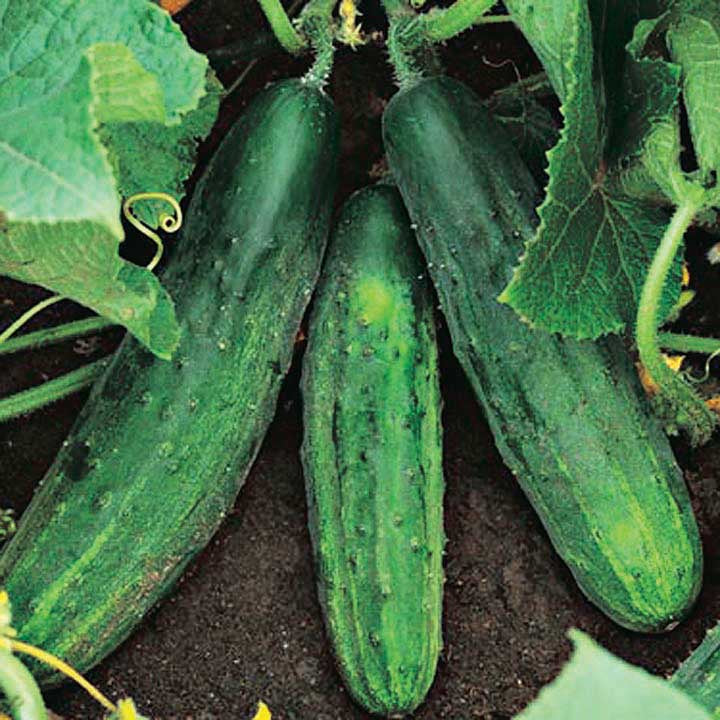 Cucumber Patio Snacker Hybrid (60 Days) - 704A