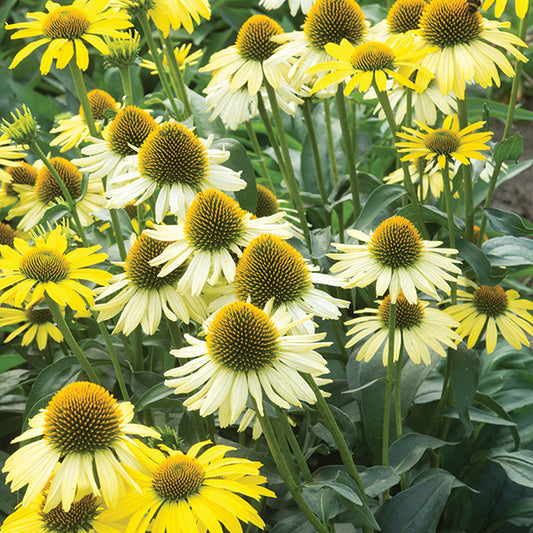Echinacea Mellow Yellows
