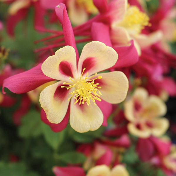 Columbine Dwarf Red & Yellow