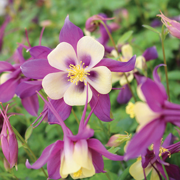 Columbine Dwarf Purple & Yellow