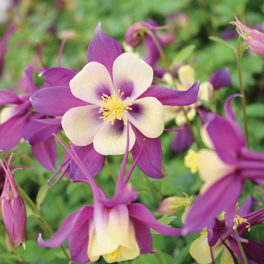 Columbine Dwarf Purple & Yellow