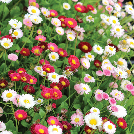 English Daisy Speedstar Mix