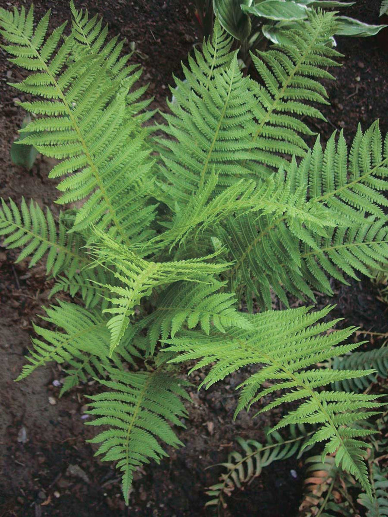 Native Ferns - 7048A