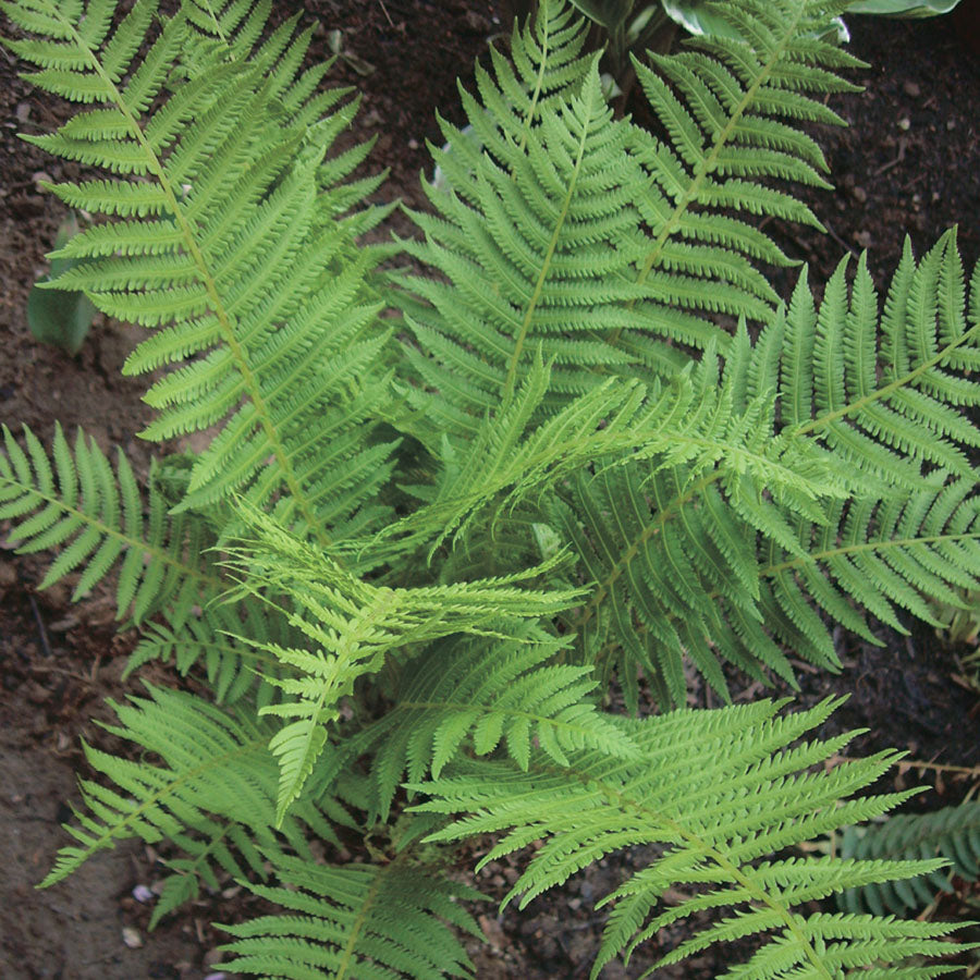 Native Ferns - 7048A