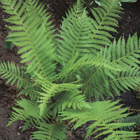 Native Ferns