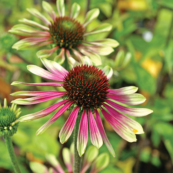 Echinacea Green Twister