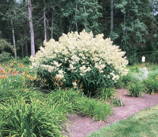 Giant Fleeceflower - 7055A