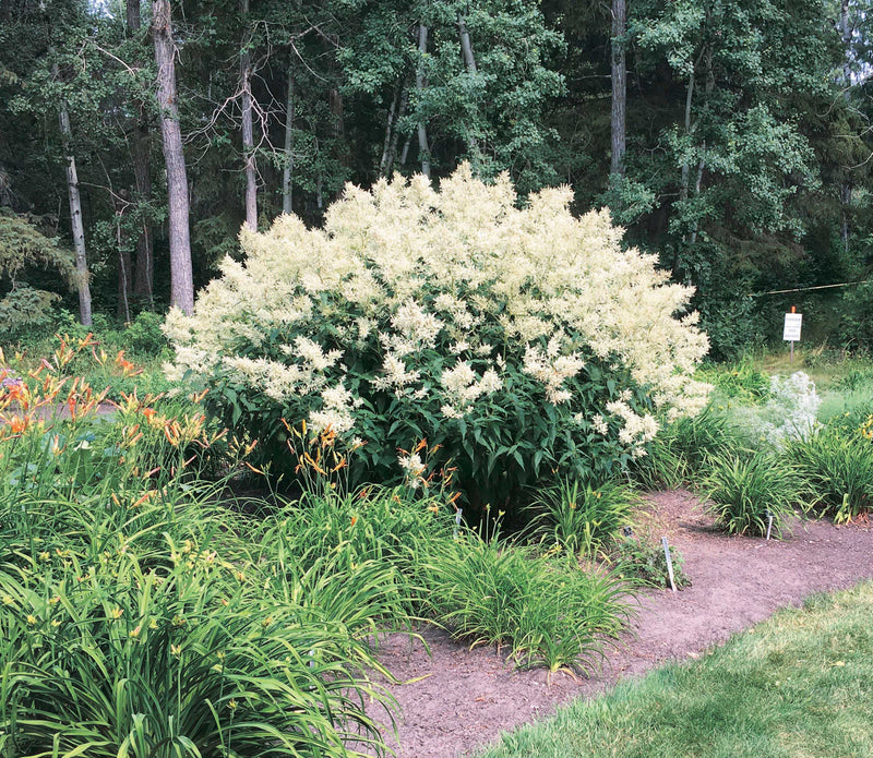 Giant Fleeceflower - 7055A