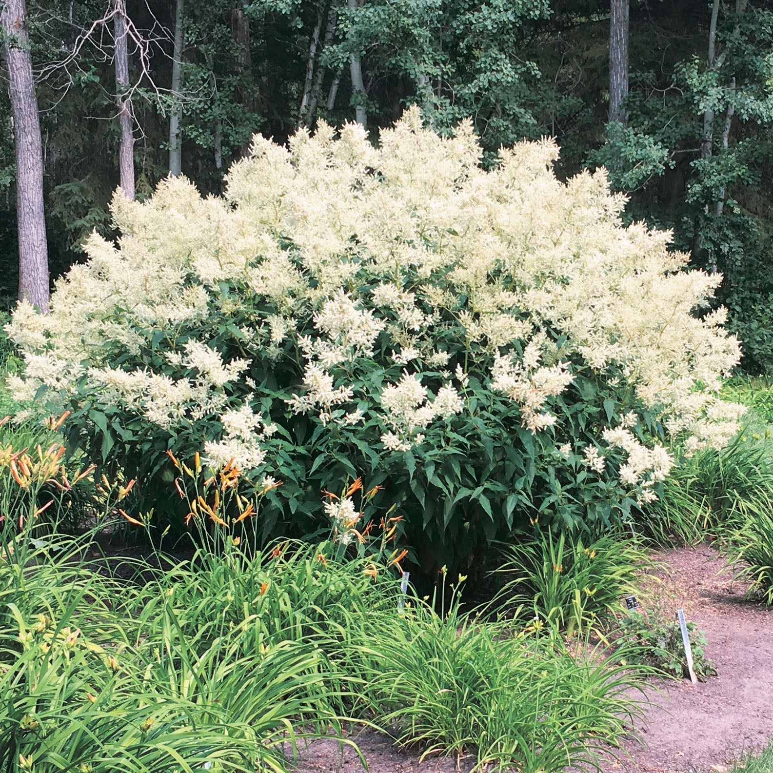 Giant Fleeceflower - 7055A