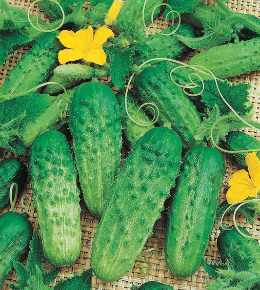 Cucumber Parisian Gherkin (60 Days) - 706A