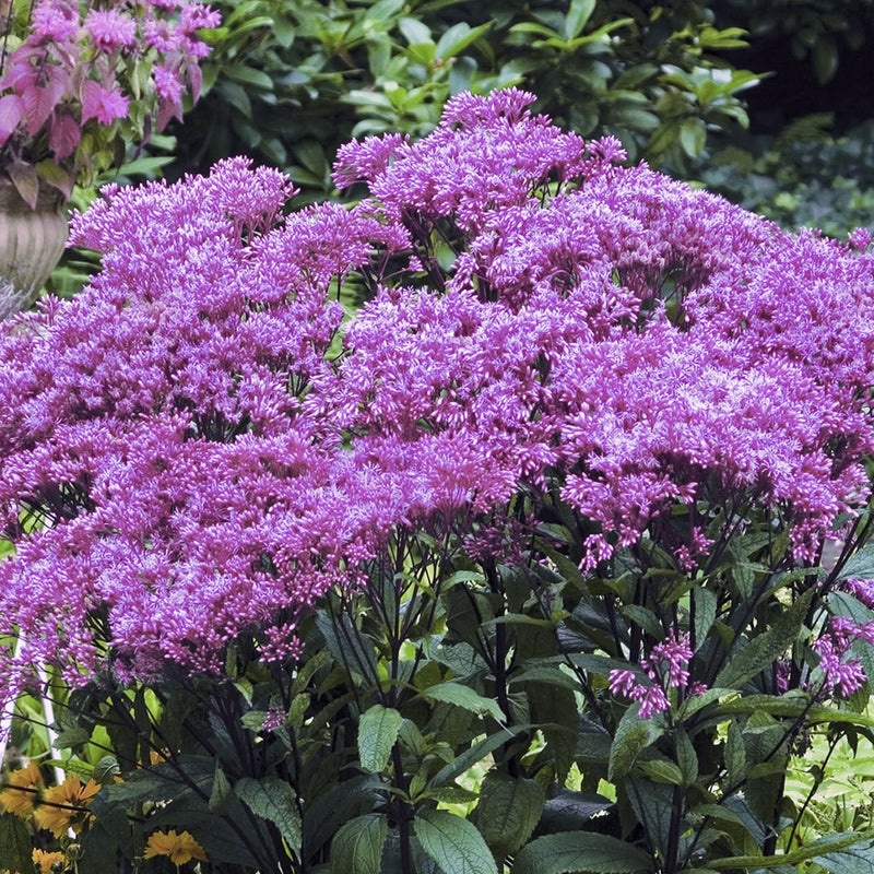 Joe Pye Weed Baby Joe - 7061A