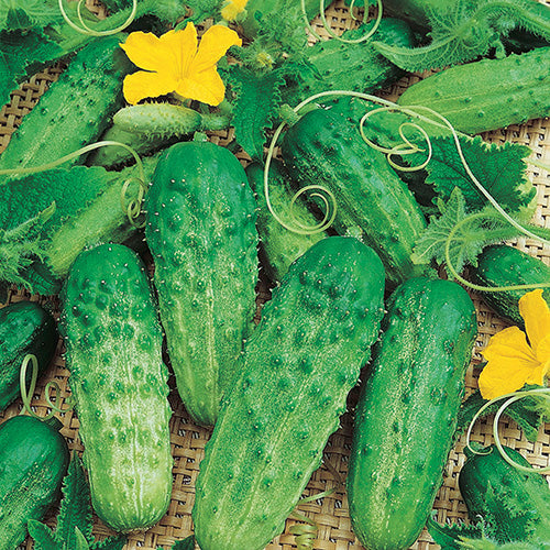 Cucumber Parisian Gherkin (60 Days)