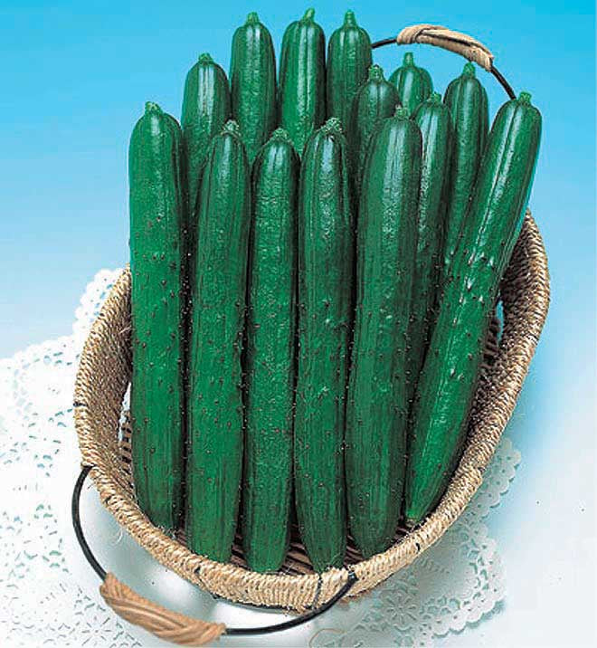 Cucumber Summer Dance (58 Days) - 707A