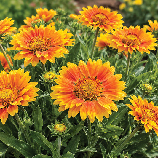 Gaillardia Spintop Mango