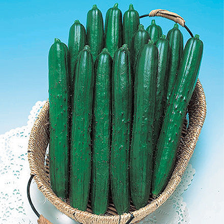 Cucumber Summer Dance (58 Days)