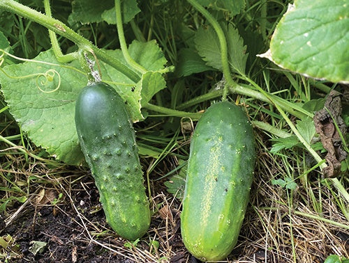 Cucumber Gershwin Pickling Hybrid - 708A