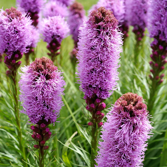Liatris Kobold - 7080A