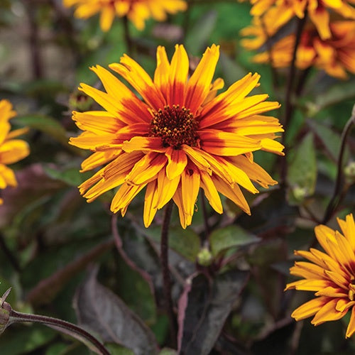 Heliopsis Yellow Spider - 7086A