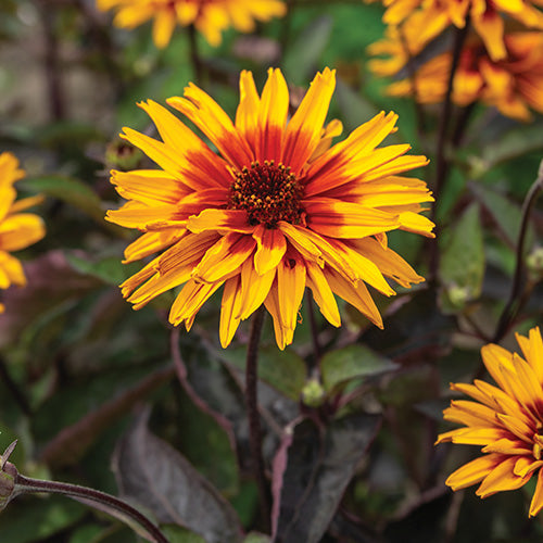 Heliopsis Yellow Spider