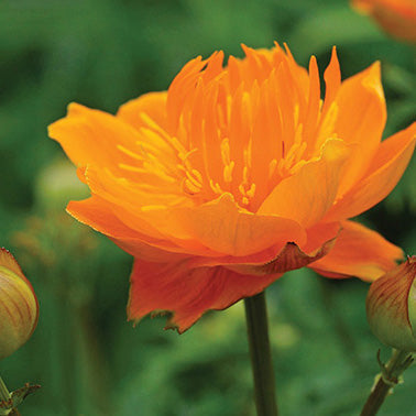Trollius Golden Queen - 7095A