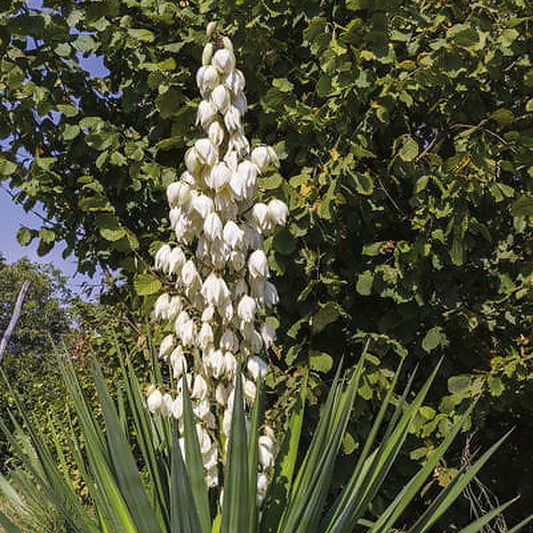 Yucca Montana (Soapweed) - yucca-montana-(soapweed)
