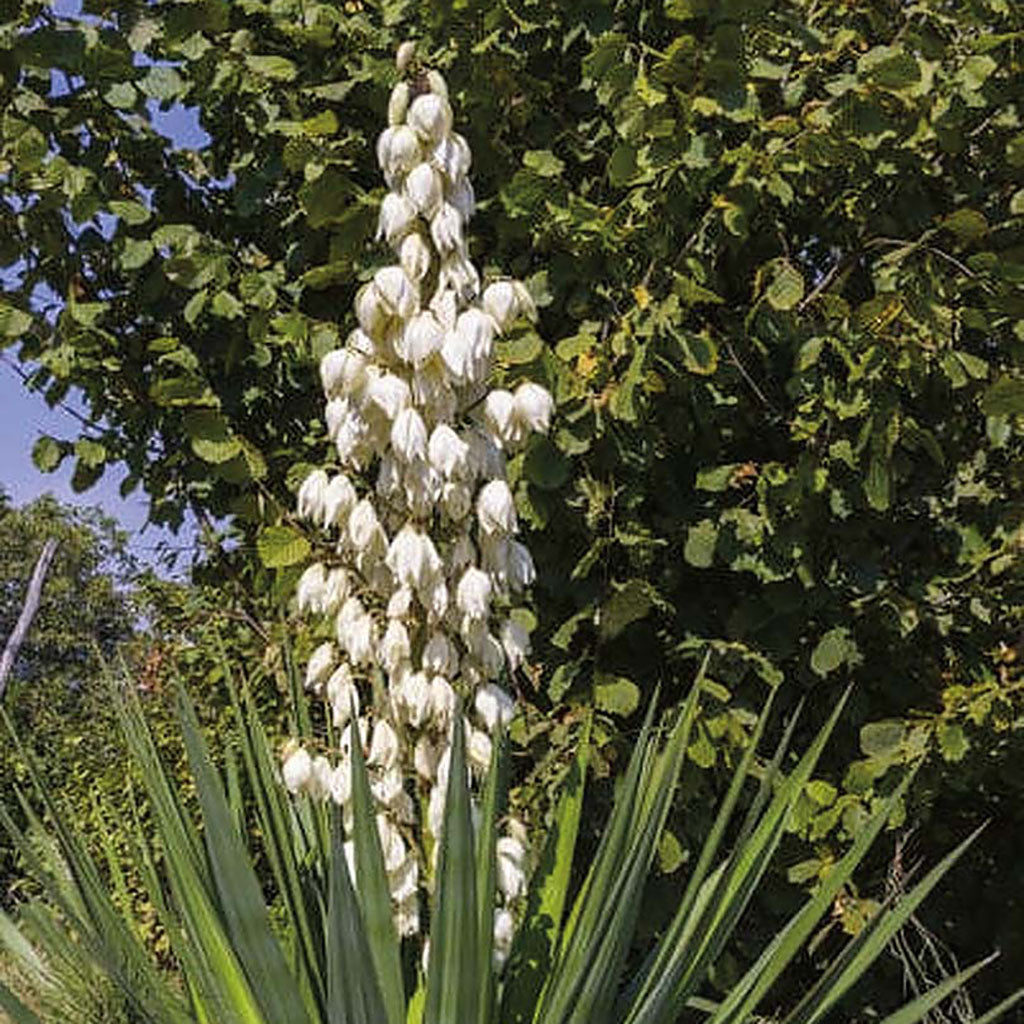 Yucca Montana (Asclépiade) 