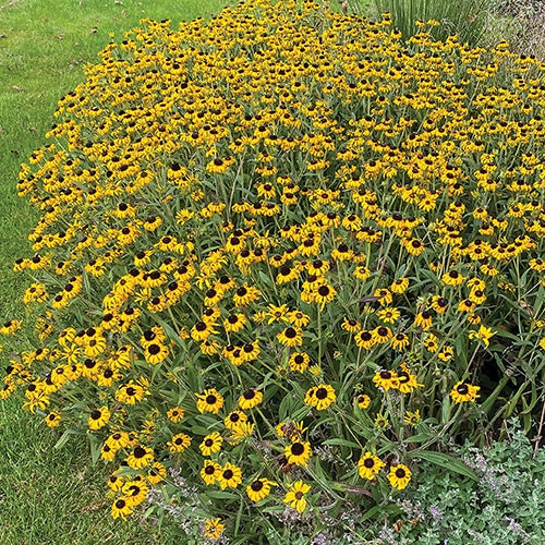 Rudbeckia American Goldrush - 7097A