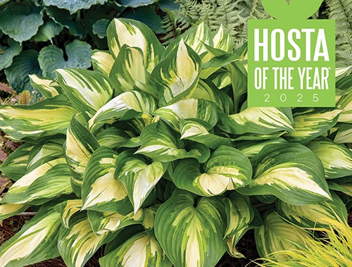 Hosta Miss America - 7100A