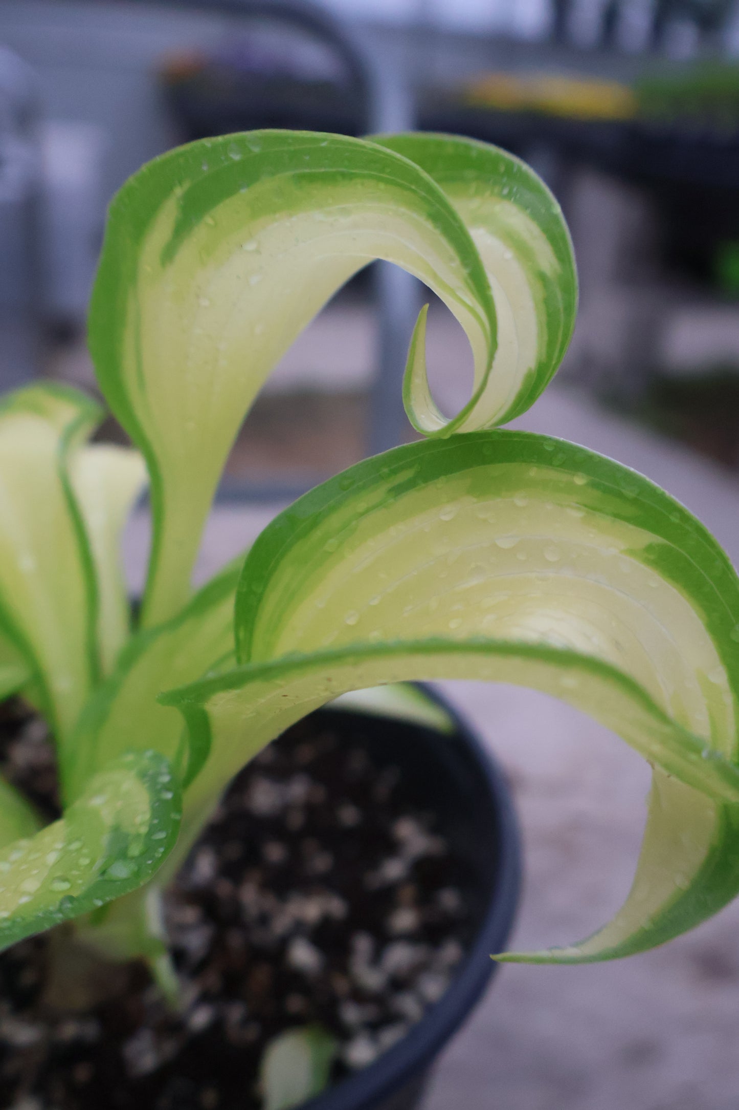 Hosta Miss America
