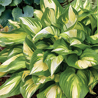 Hosta Miss America - 7100A