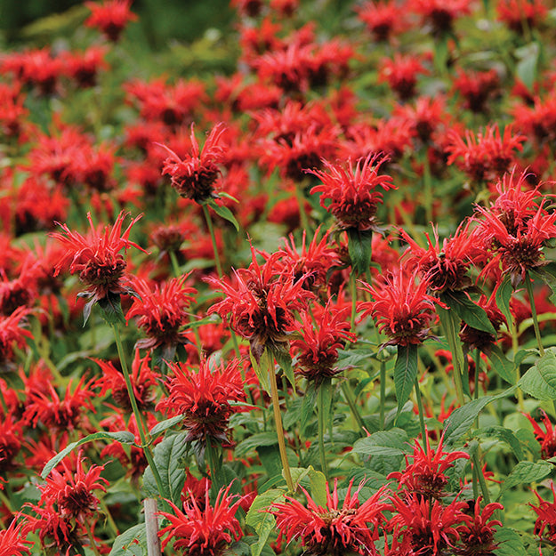 Monarda Jacob Cline