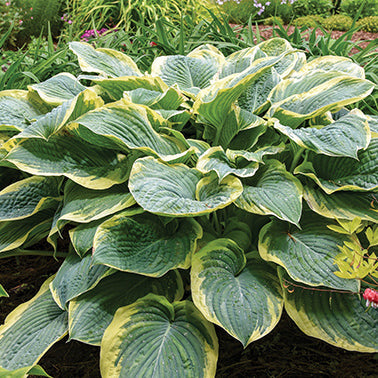 Hosta Gigantasaurus - 7104A