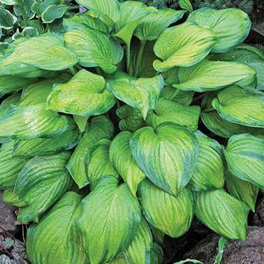 Hosta Guacamole - 7108A