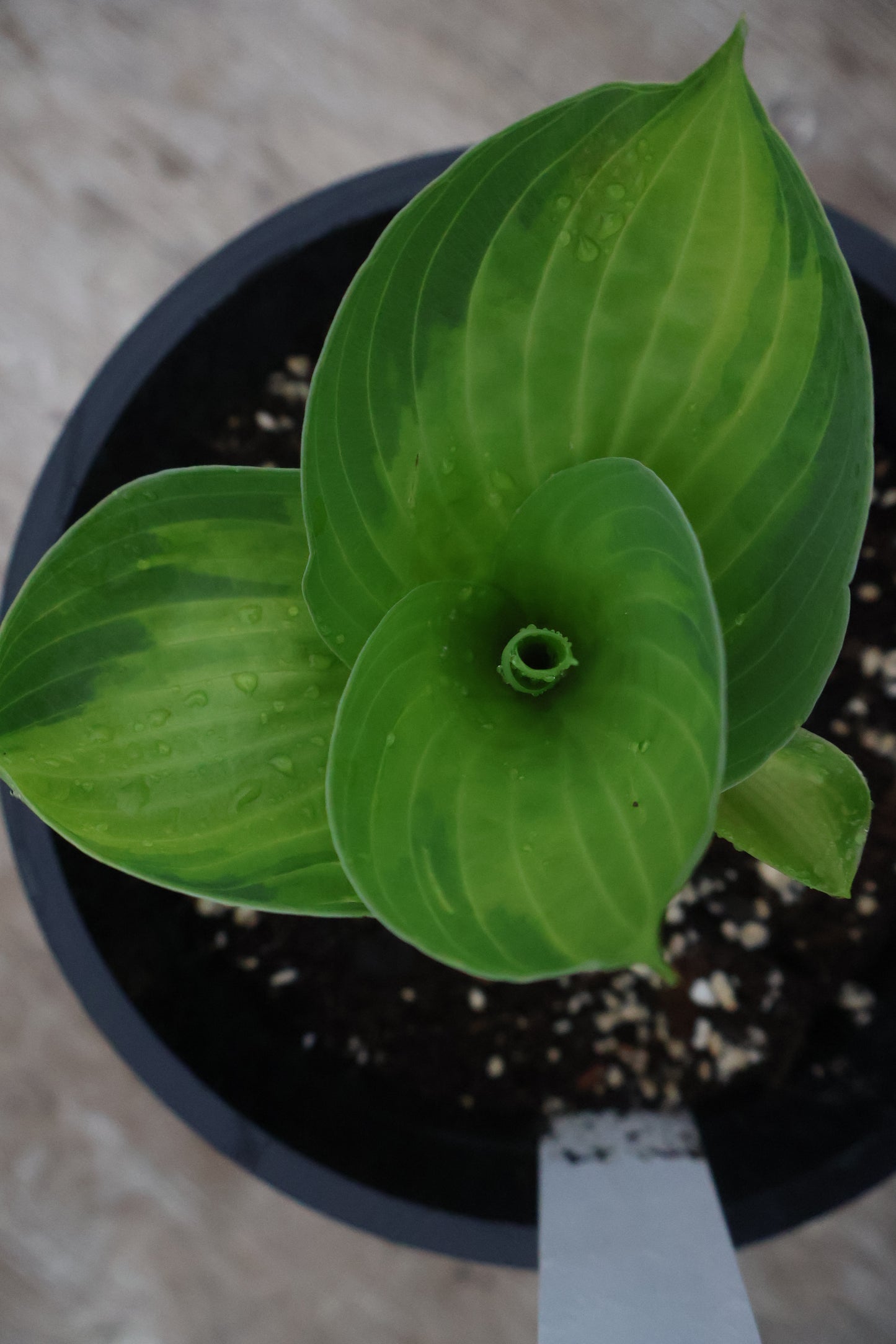 Hosta Sound of Music