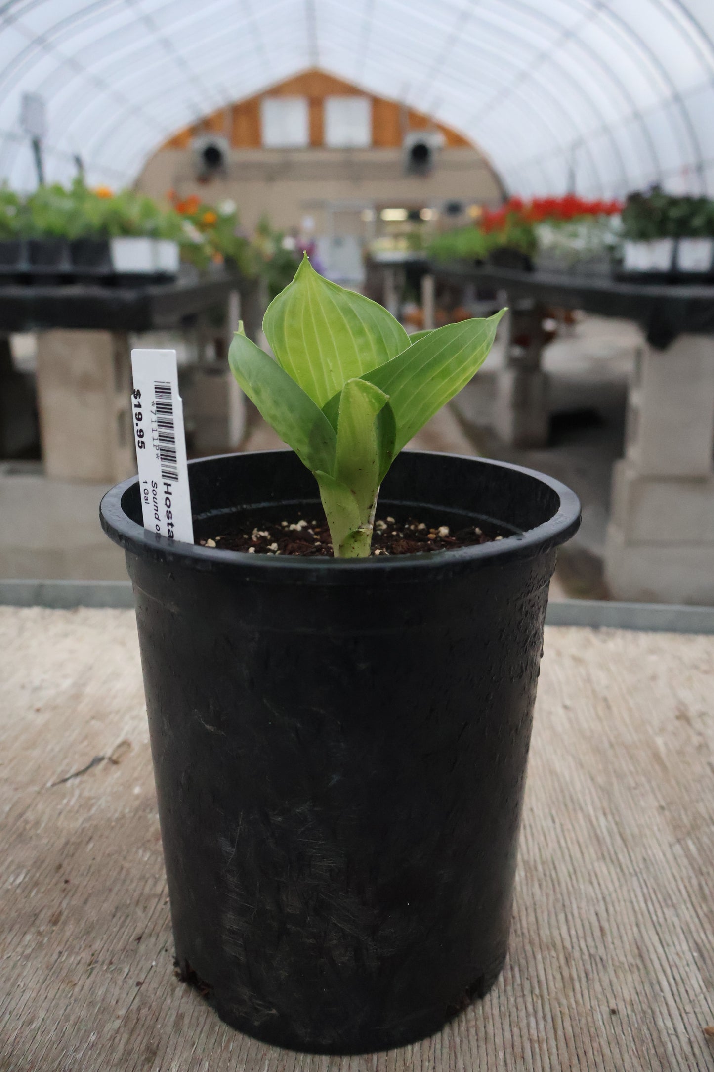 Hosta Sound of Music