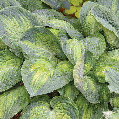 Hosta Sound of Music - 7111A