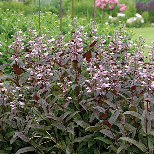 Penstemon Dark Towers - 7113A