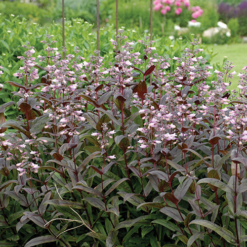Penstemon Dark Towers