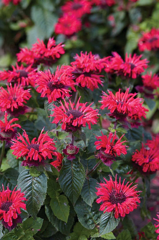 Monarda Bee Happy - 7115A