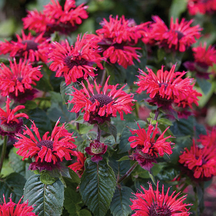 Monarda Bee Happy - 7115A