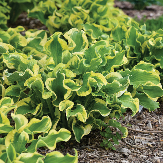 Hosta Wheee