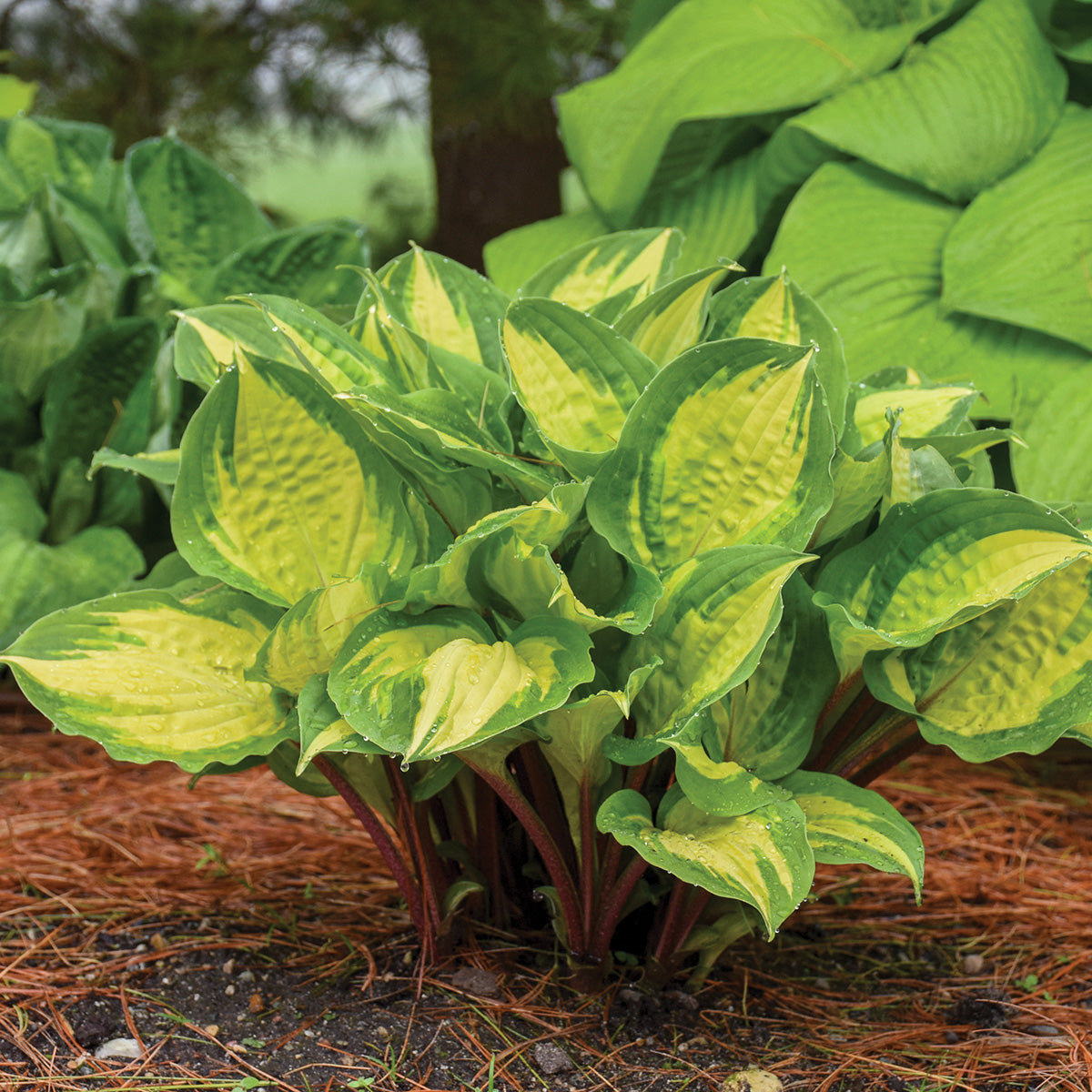 Hosta Island Breeze