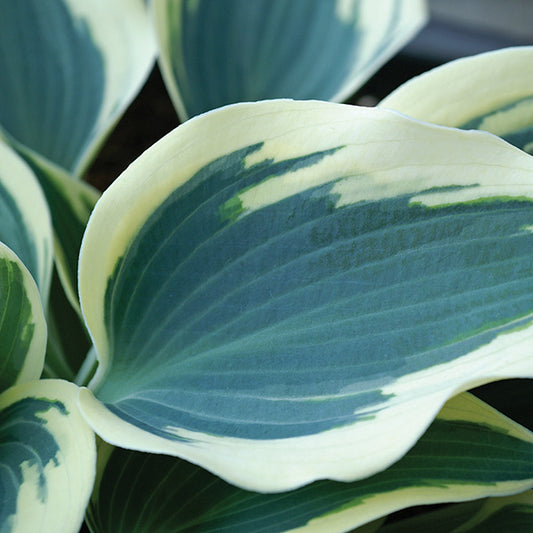 Hosta Blue Ivory