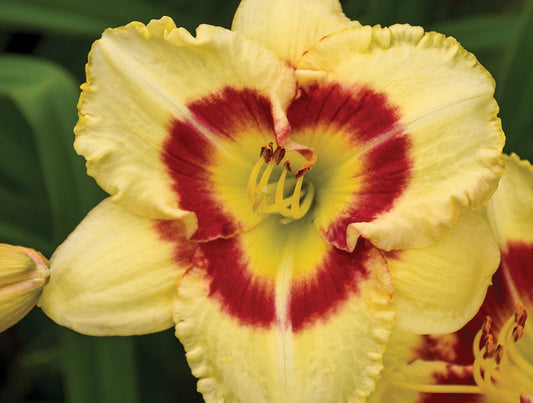 Daylily Monterey Jack - 7130A