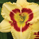 Daylily Monterey Jack - 7130A